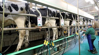 Im Fischgrätenmelkstand des Landwirtschaftsbetriebes Helms reinigt Diana Meinke die Melkgeschirre.