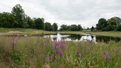 Die sogenannte Revitalisierung des Donauursprungs am Zusammenfluss von Brigach und Brenz bei Donaueschingen. Das naturnah umgestaltete Gelände war mit Kosten in Höhe von rund vier Millionen Euro eine der größten Maßnahmen zur Verbesserung der Gewässerstruktur in Baden-Württemberg.