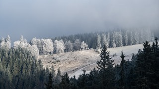 Ein Waldstück im Schwarzwald ist von einer dünnen Schneeschicht und Reif bedeckt. (Symbolbild)