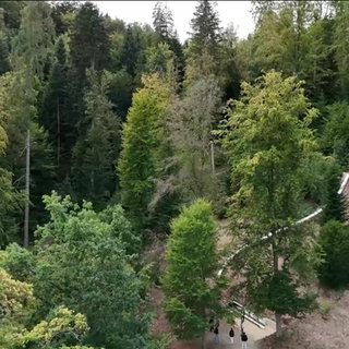 Rutsche in einem Wald