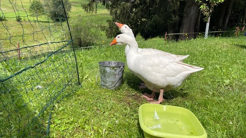 Die beiden Gänse wurden für die Dreharbeiten ausgeliehen