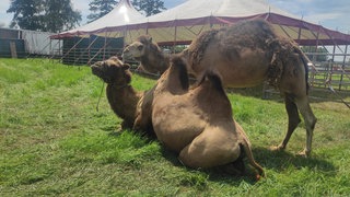 Zirkus-Kamel Ivan (sitzend) und Dromedar Ahmed im Zirkus-Gatter in Freiburg-Opfingen.