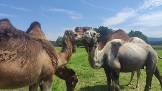 Zirkus-Kamele auf einer Wiese in Opfingen.