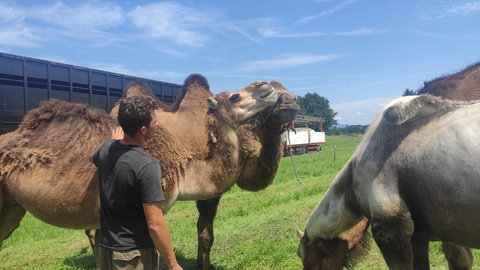 Junior-Zirkus-Chef Alex Kaiser mit seinen Höckertieren.