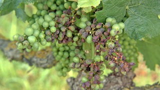 Eine Weinrebe mit vertrockneten Trauben, die von einem Pilz zerstört wurden