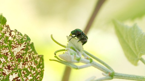 Der Japankäfer sitzt auf einer Blüte, daneben ein kahlgefressenes Blattgerippe.