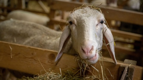 Die Blauzungenkrankheit betrifft vor allem Schafe und Rinder. Befallen werden können aber auch Ziegen, Lamas und Alpakas.