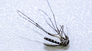 eine Tigermücke - die Eier des Insekts können Winter überleben und im Frühling schlüpfen