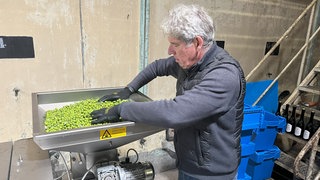 Oliven kommen in die Presse