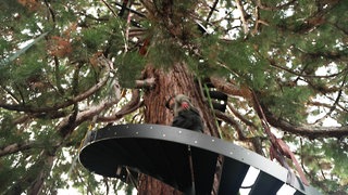 Bisher führt eine stählerne Wendeltreppe bis in zehn Meter Höhe in den Baum hinein. Bald soll es noch viel höher gehen.