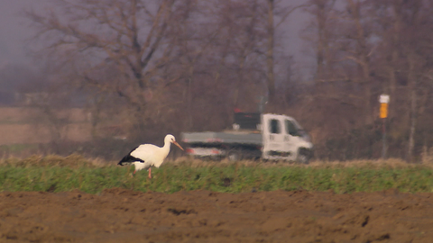 Storch sitzt auf seinem Nest. Das befindet sich auf dem Dach eines Hauses.