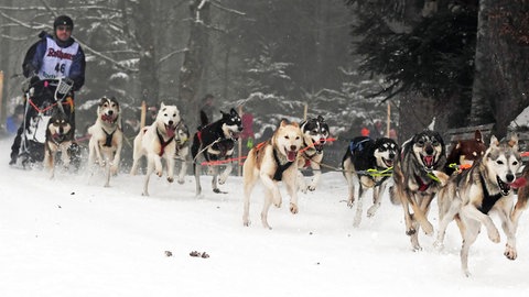 Das Schlittenhunderennen in Todtmoos (Kreis Waldshut) ist abgesagt. Grund: Es liegt zu wenig Schnee.