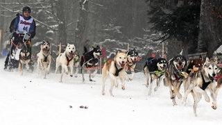 Das Schlittenhunderennen in Todtmoos (Kreis Waldshut) ist abgesagt. Grund: Es liegt zu wenig Schnee.