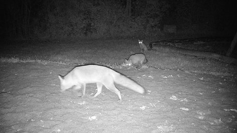 Füchse in der Nacht, aufgenommen von einer Wildtierkamera. Ein Kindergarten in Breisach hat immer wieder diese ungebetene Gäste.