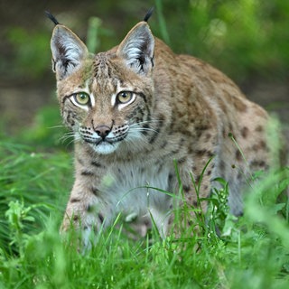 Ein Luchs auf Streifzug durch hohes Gras. 