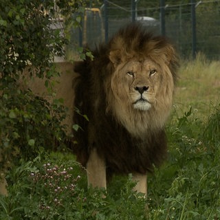 Im Raubtierpark Tatzmania in Löffingen (Kreis Breisgau-Hochschwarzwald) ist der "König der Tiere" zu bewundern.