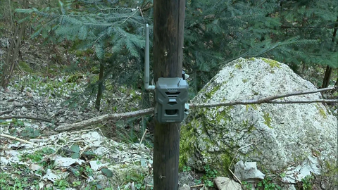 Diese Wildtierkamera hat das Kleinkind aus Hornberg im Wald aufgenommen.