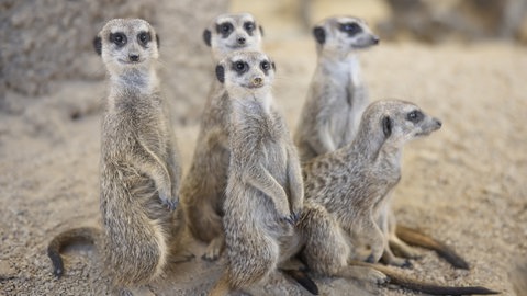 Eine Gruppe von Erdmännchen. Der Mundenhof in Freiburg verzeichnet einen Besucherrekord.