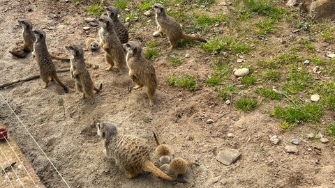 Die Erdmännchen im Mundenhof kurz vor der Fütterung. Der Tierpark in Freiburg verzeichnet einen Besucherrekord.