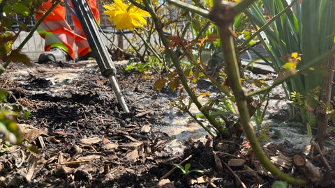 Ein Mitarbeiter der Technischen Betriebe Offenburg bekämpft die invasive Ameisenart Tapinoma magnum in Schutterwald mit heißem Wasser. Mit einer Lanze sticht er in die Erde, dorthin, wo er Ameisennester vermutet.