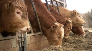 Mit viel Ruhe, Geduld und vor allem ohne Stress oder Gewalt gehen die Tiere bei Metzger Markus Gerspacher in den Schlachtraum.   Zuvor haben sie schon mindestens eine Nacht auf seinem Hof verbracht, im großen Außenklimastall ganz in der Nähe vom Schlachthaus.