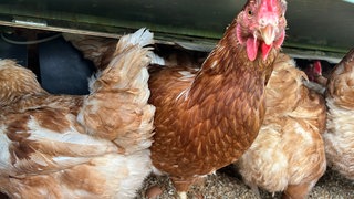 Weidehähnchen - regionales und artgerechtes Hühnerfleisch aus dem Südschwarzwald