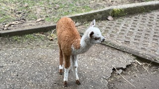 Das kleine Alpakafohlen steht auf Betonboden im Gehege im Schwarzwaldzoo Waldkirch.
