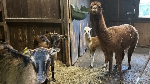 Einen Stall teilen sich zwei Ziegen, zwei Lamas und das Alpaka-Fohlen