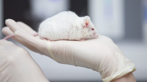 Eine Labormaus sitzt auf einer behandschuhten Hand.