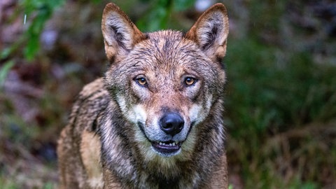Symbolbild; Nahaufnahme eines Wolfes 