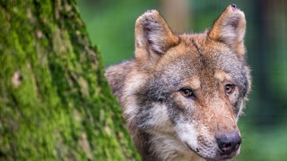 Im Raum Schwarzwald-Baar-Kreis und Tuttlingen ist ein neuer Wolfsrüde sesshaft geworden. (Symbolbild)