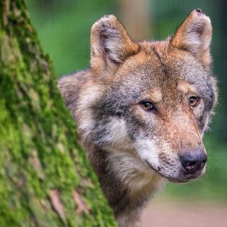 Im Raum Schwarzwald-Baar-Kreis und Tuttlingen ist ein neuer Wolfsrüde sesshaft geworden. (Symbolbild)