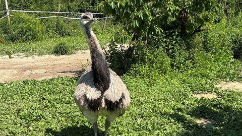 Am Wochenende haben Unbekannte in Riegel ein Nandu-Weibchen namens Gretle aus einem Freigehege gestohlen. Ihr Besitzer, Sven Willmann, züchtet Nandus in seiner Freizeit.