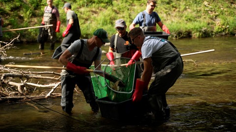 Männer keschern Fische aus der Dreisam