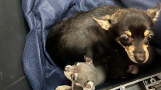 Einfach in eine Kiste gepackt: Eine Chihuahua-Hündin ist in Oberndorf am Neckar (Kreis Rottweil) zusammen mit ihren fünf Welpen ausgesetzt worden.