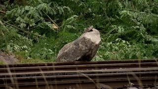 Man sieht einen Felsbrocken, der die Bahngleise in Triberg blockiert.