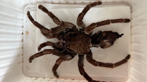Eine Haut von einer Vogelspinne.