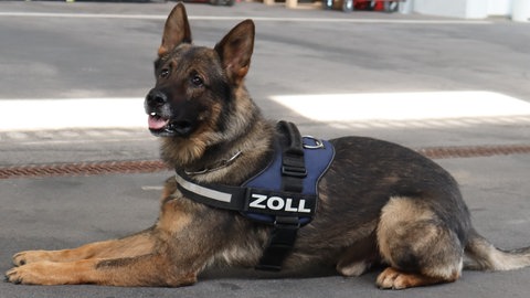 Der Drogenspürhund "Quincy" des Hauptzollamts Lörrach liegt auf dem Boden. 