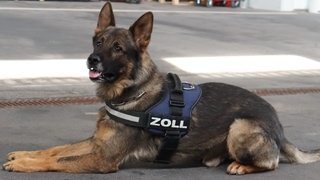 Der Drogenspürhund "Quincy" des Hauptzollamts Lörrach liegt auf dem Boden. 