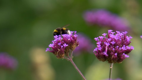 Eine Biene auf einer Blüte. Es ist der inklusive Gemeinschaftsgarten in Freiburg, in dem für alle Platz ist.