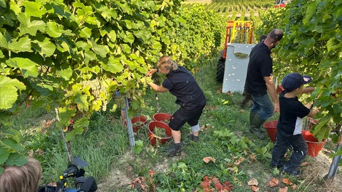 Familie Löffle erntet die Traubensorte "Solaris" bei Staufen. 