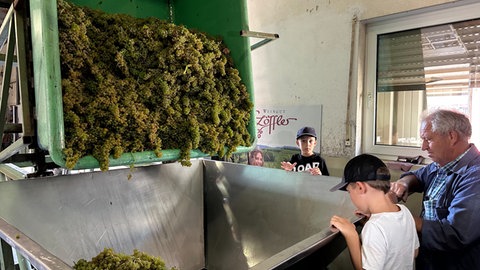 Traubenernte wird bei dem Weingut Löffler bei Staufen gesammelt und verarbeitet.