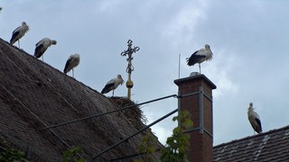 Sechs Störche sitzen auf dem Kirchendach in Riegel am Kaiserstuhl. Hier versammeln sie sich, um dann zusammen gen Süden aufzubrechen.