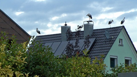 Fünf Störche sitzen in Riegel am Kaiserstuhl auf einem Hausdach. Hier versammeln sie sich, um dann zusammen gen Süden aufzubrechen.
