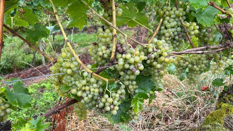 Die Trauben der Sorte Müller-Thurgau sind jetzt reif.