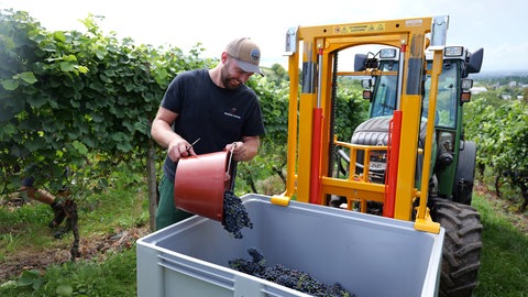 Ein Weinbauer in Gengenbach bei der Weinlese in den Reben.