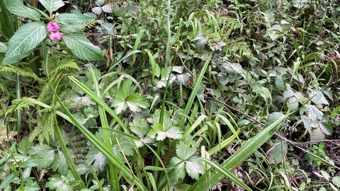Eine dünne Kalkschicht auf dem Waldboden. Bodenschutzkalkungen im Wald bei Buchenbach im Kreis Breisgau-Hochschwarzwald.