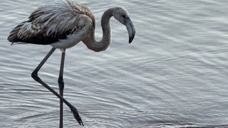 Flamingo im Titisee