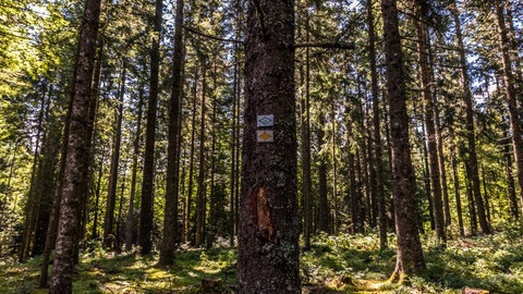 Das Bild zeigt das Wegzeichen des Schluchtensteigs an einem Baum. 