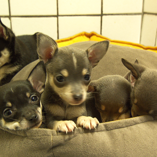 Die fünf Chihuahua-Welpen liegen zusammengekuschelt in ihrem Körbchen.